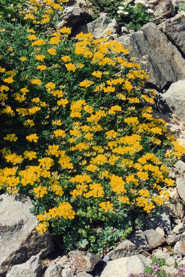 Hippocrepis comosa en fleurs sur des éboulis calcaires ensoleillés des Alpes